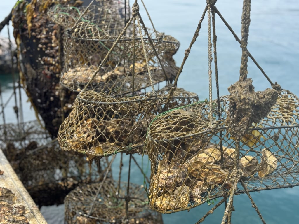 桃浦牡蠣の現地の様子